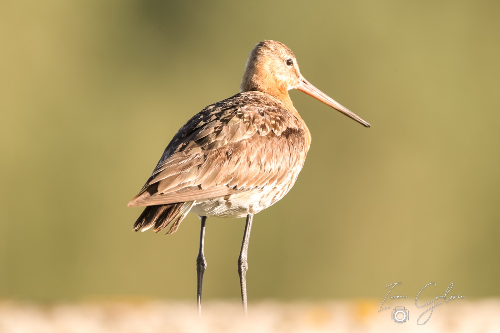 11 juni 2022 200018 1DX46957